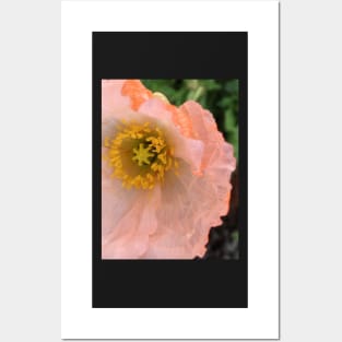 The Unfurling Present of the Peaceful Pink Poppy Posters and Art